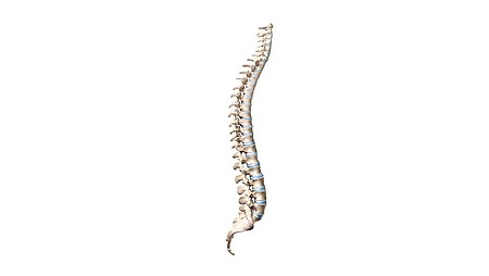 Dores sacroilíacasColuna vertebral humana Dores sacroilíacas